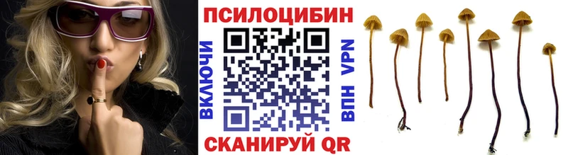 продажа наркотиков  Давлеканово  Галлюциногенные грибы Psilocybine cubensis 